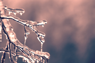 Ice-covered tree branches.